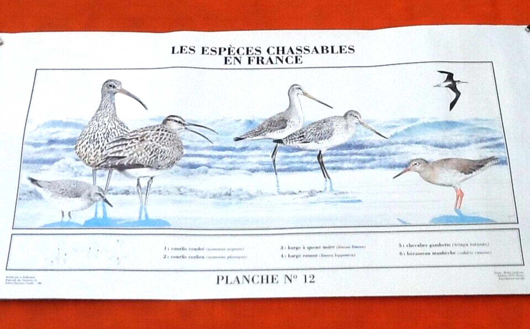 N°12 Huntable species in France