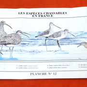 N°12 Huntable species in France