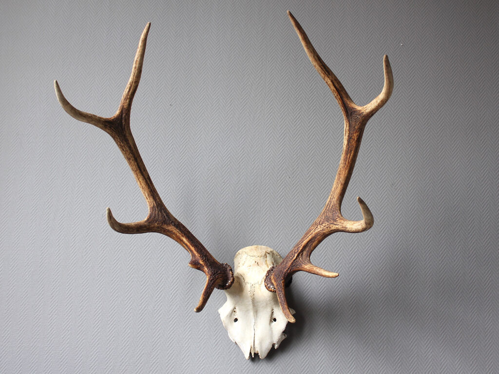 Deer hunting trophy