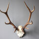 Deer hunting trophy