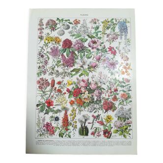 Lithographie sur les fleurs de 1928 "rosiers"