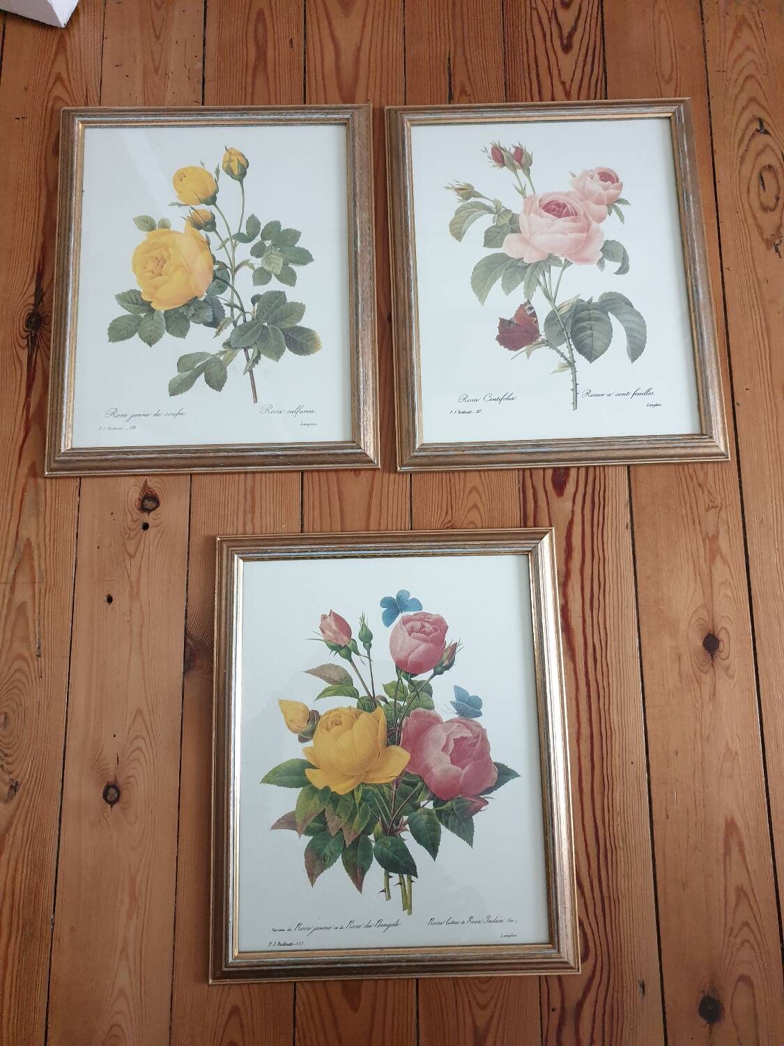 Botanical plate of Roses by PJ Redouté framed