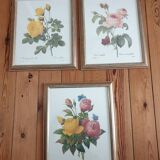 Planche botanique de Roses de P.J Redouté encadrée
