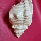 Empty cup vintage pocket shell shape conch conch shell iridescent white