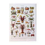 Poster on crustaceans, after a 1928 lithograph