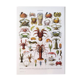 Poster on crustaceans, after a 1928 lithograph