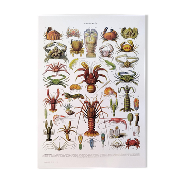 Poster on crustaceans, after a 1928 lithograph