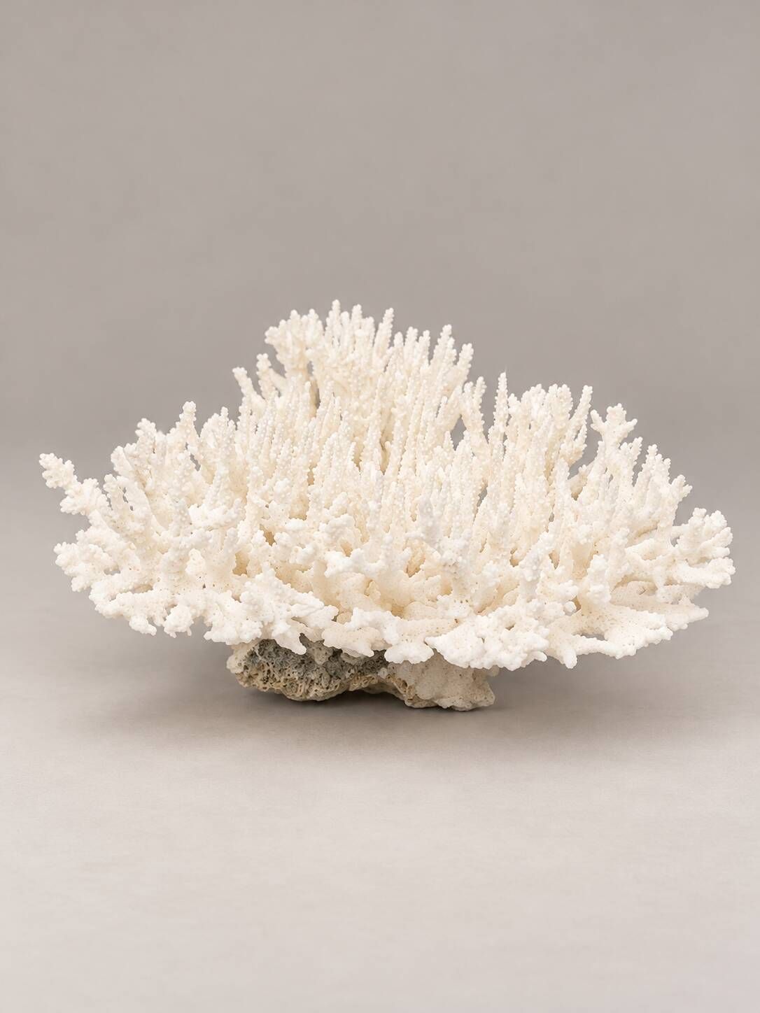 Large branched white coral – Cabinet of curiosities