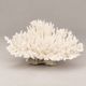 Large branched white coral – Cabinet of curiosities