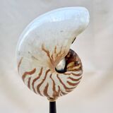 Large Tiger Nautilus shell on turned wooden base, old cabinet of curiosities