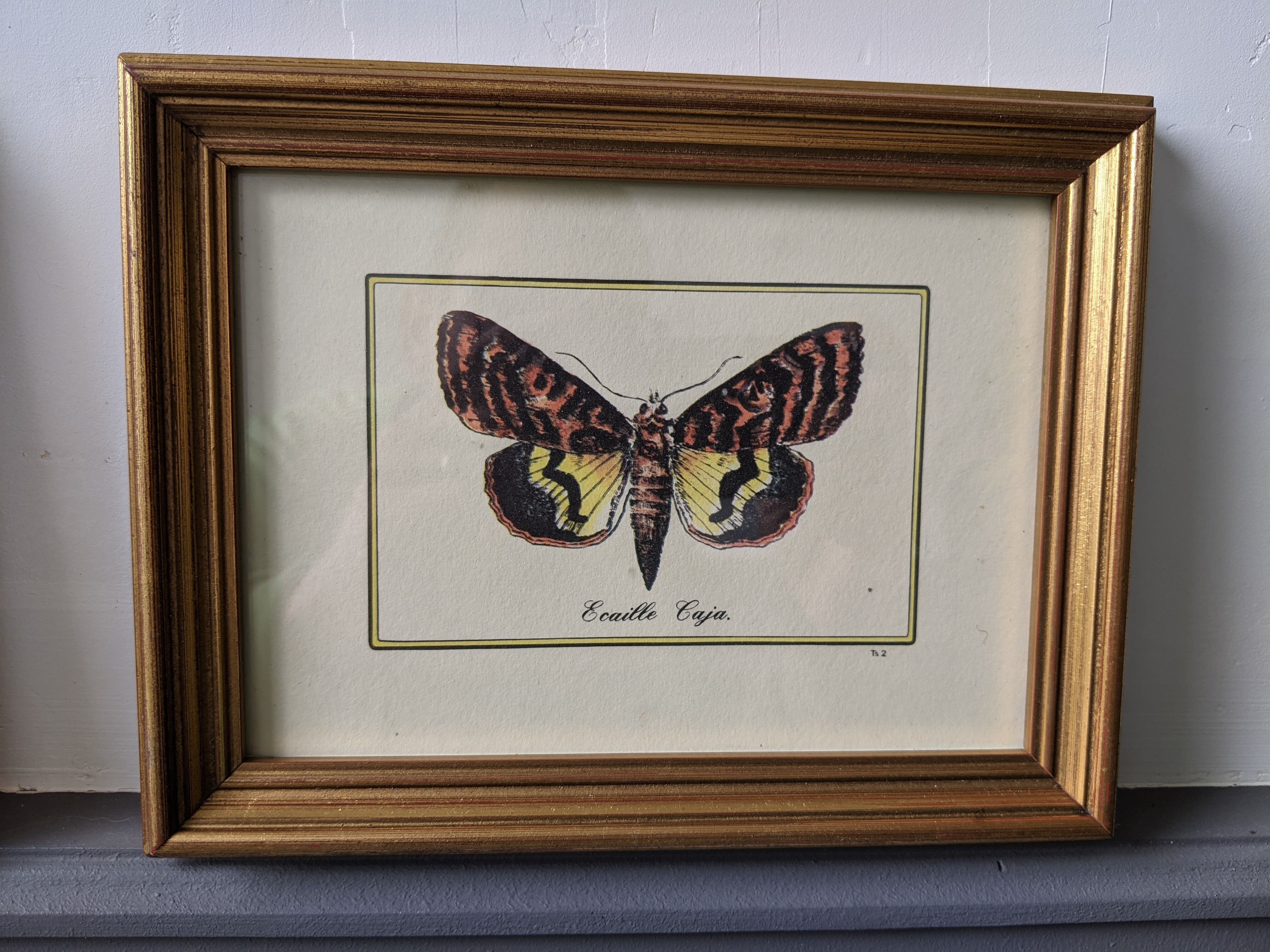 Lot of two old frames with butterflies