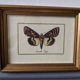 Lot of two old frames with butterflies