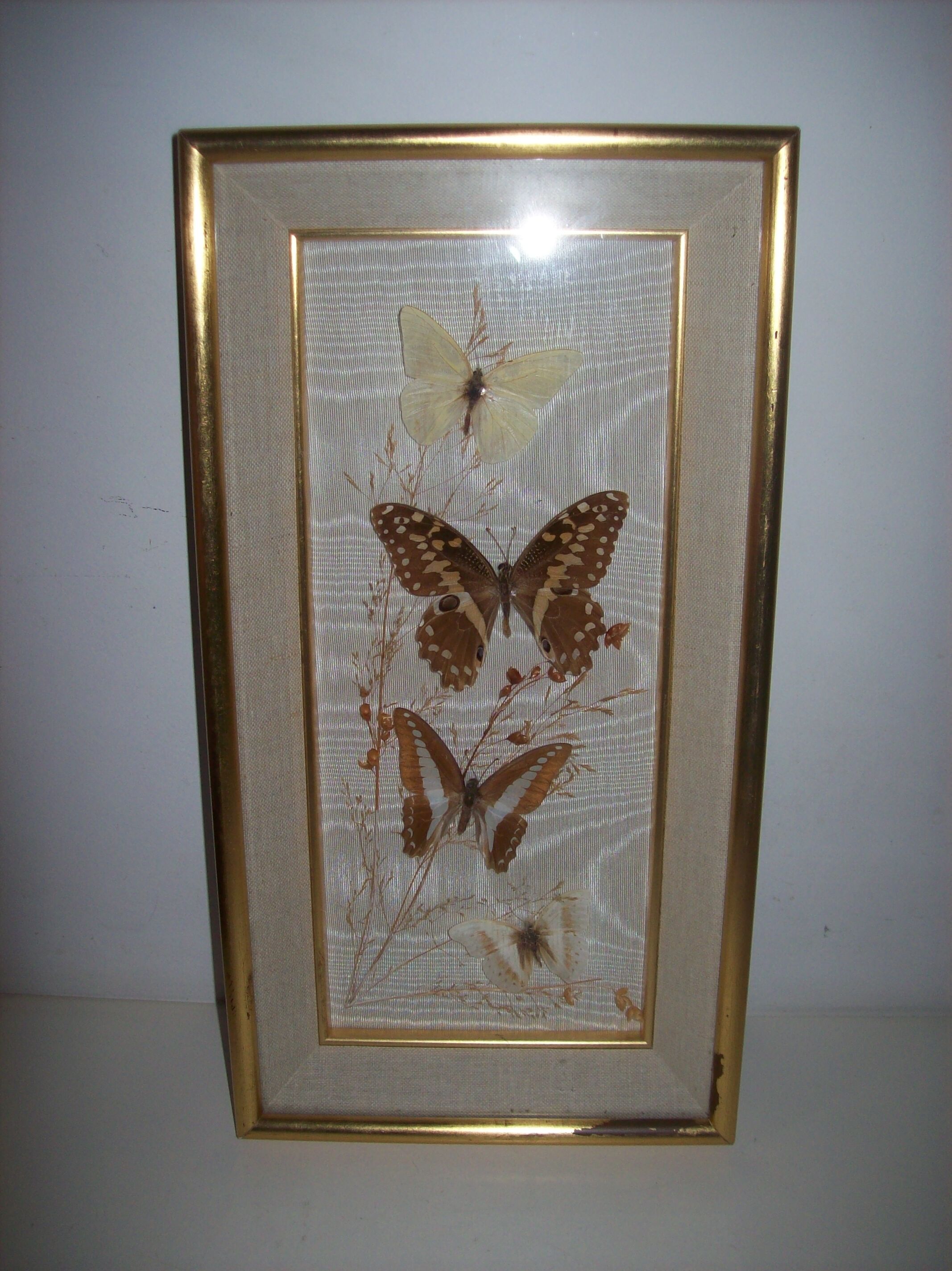 Butterfly stuffed under frame