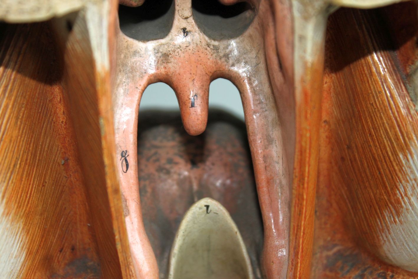 Anatomical model of human face, 30