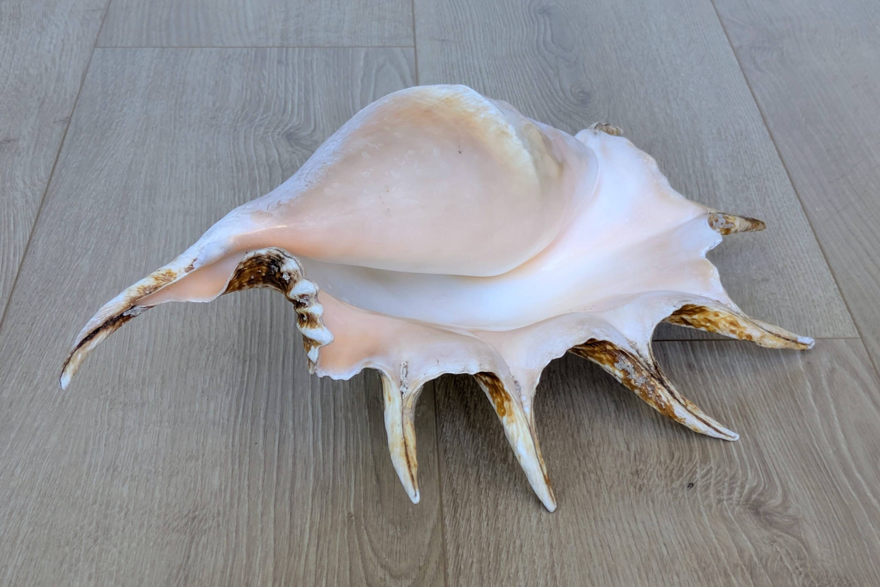 Great Shell – Giant Scallop Lambis truncata - Exceptional 37 cm