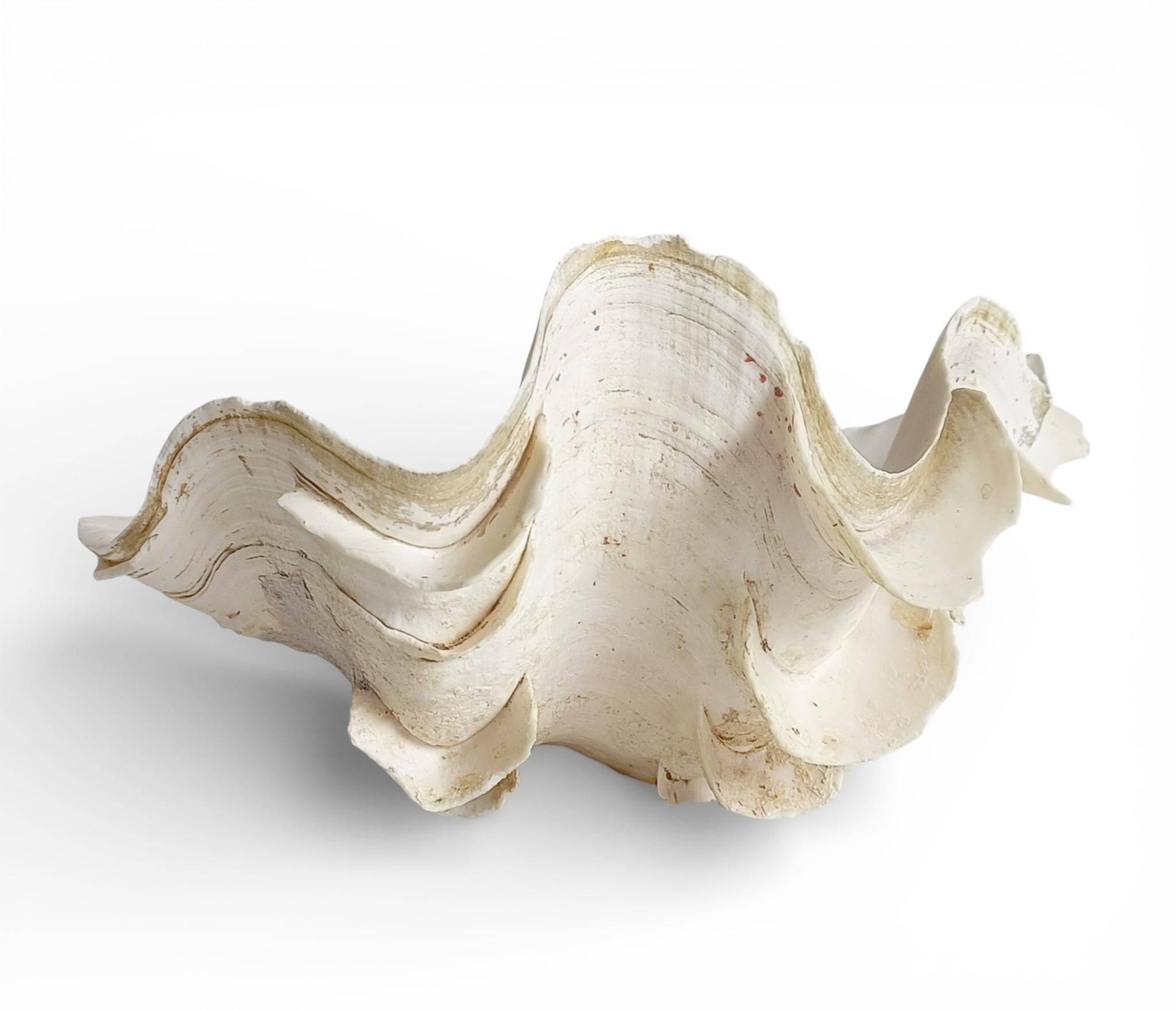 Stunning South Pacific Clam Shell – Sculptural Organic Modern Object