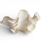 Stunning South Pacific Clam Shell – Sculptural Organic Modern Object