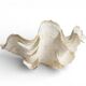 Stunning South Pacific Clam Shell – Sculptural Organic Modern Object