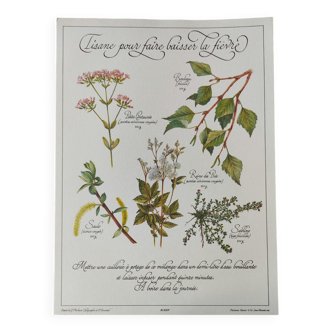 Gravure botanique -Tisane contre la fièvre- Illustration de plantes médicinales et herbes