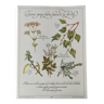 Gravure botanique -Tisane contre la fièvre- Illustration de plantes médicinales et herbes