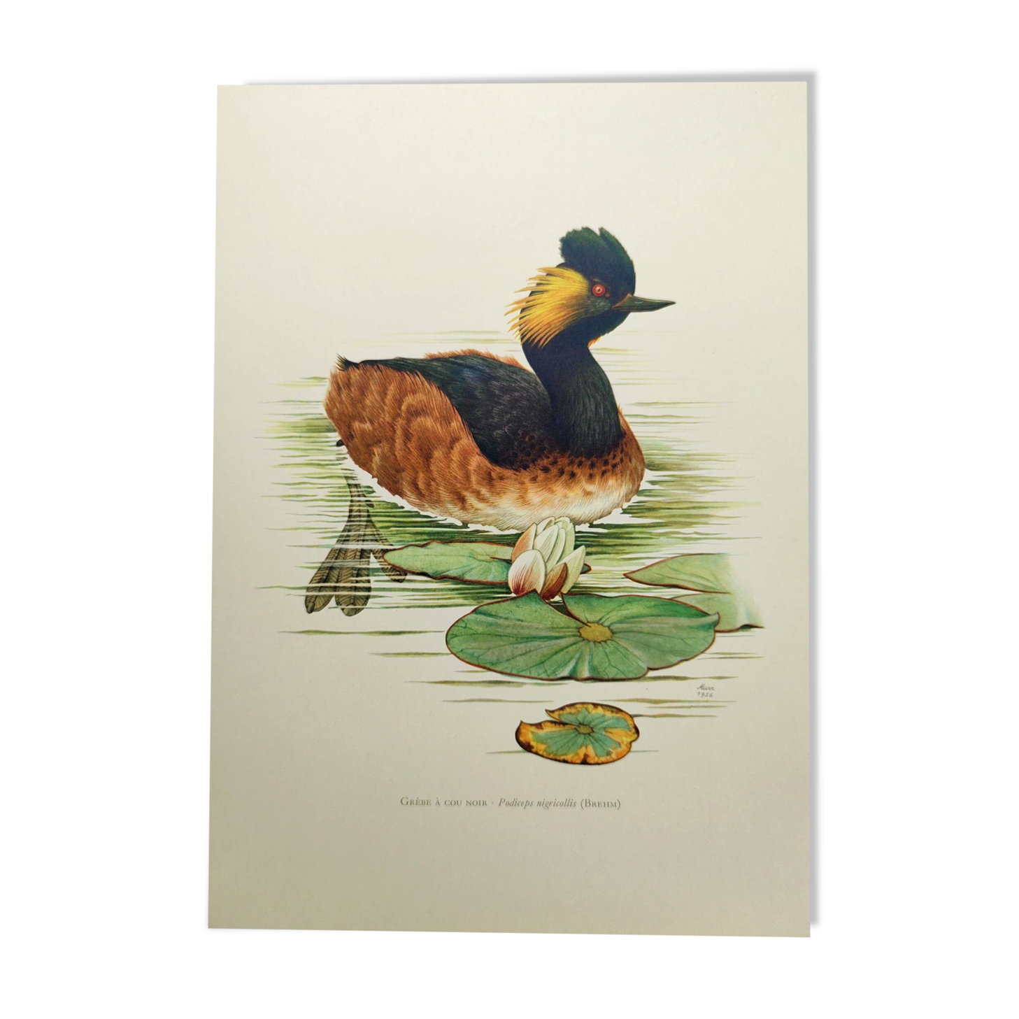 Antique bird plate from the 60s - Black-necked Grebe - Vintage illustration