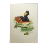 Antique bird plate from the 60s - Black-necked Grebe - Vintage illustration