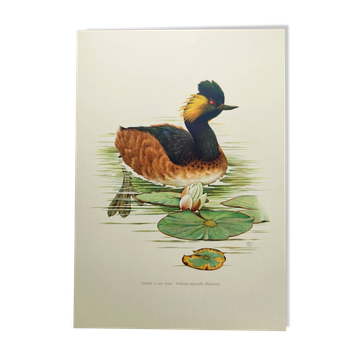 Antique bird plate from the 60s - Black-necked Grebe - Vintage illustration