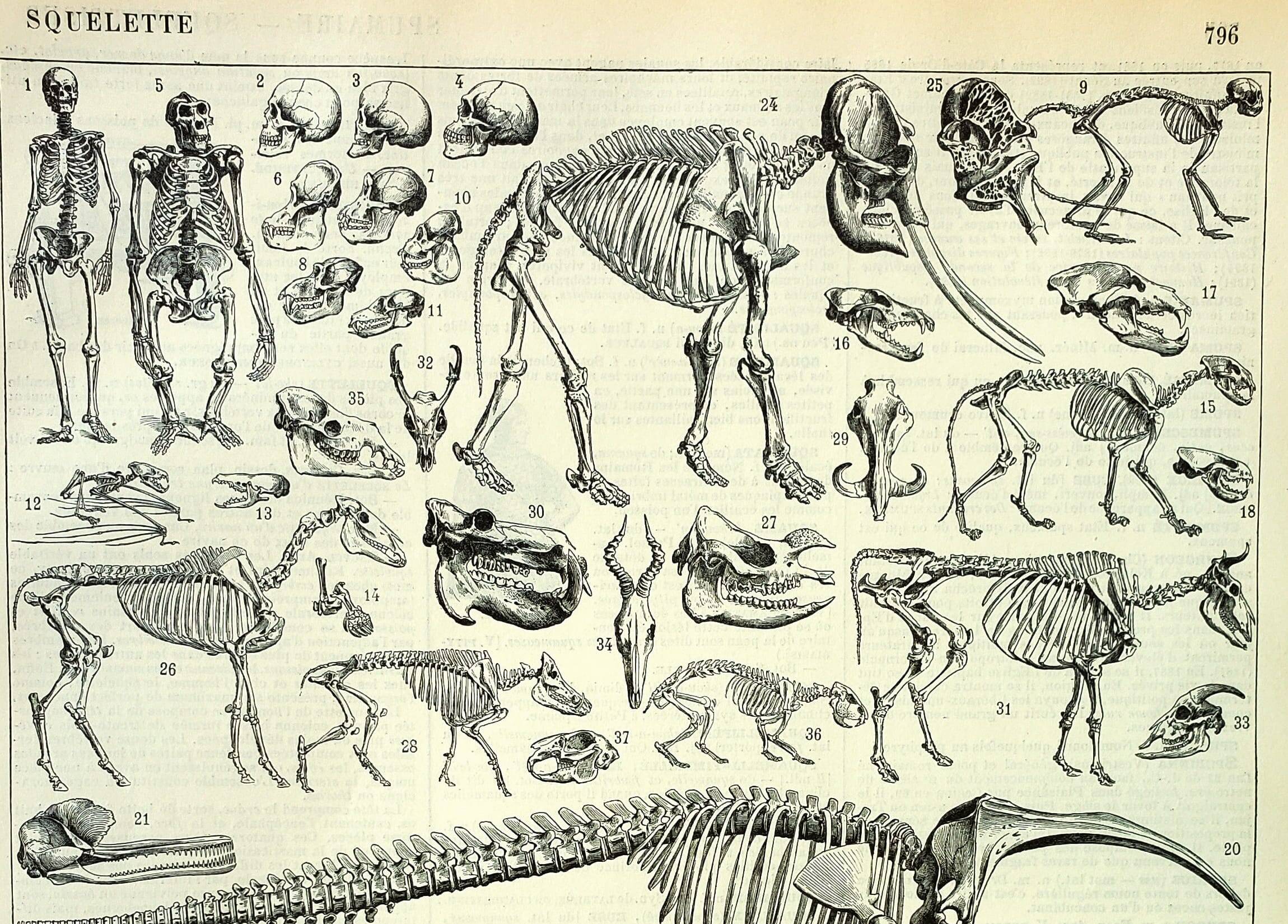 Antique engraving 1897 A. Millot - Animal skeletons, anatomy