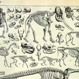 Antique engraving 1897 A. Millot - Animal skeletons, anatomy