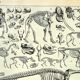 Antique engraving 1897 A. Millot - Animal skeletons, anatomy