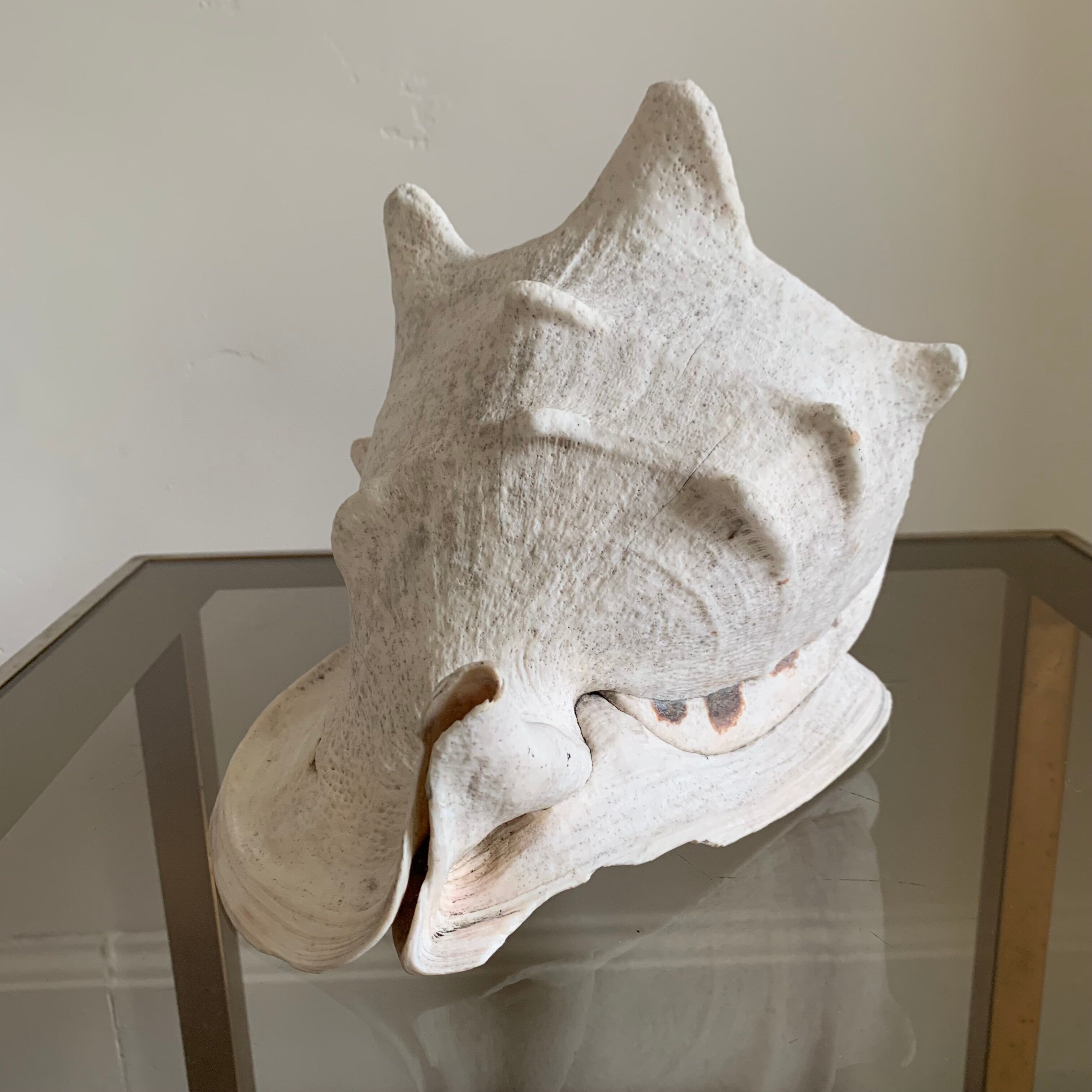 Shell horned helmet 30 cm