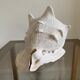 Shell horned helmet 30 cm