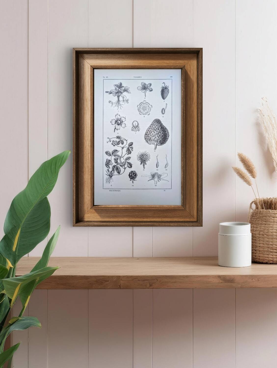 Vintage botanical plate printed in 1889, Fragariaceae.