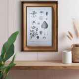 Planche botanique vintage imprimée en 1889, les Fragariées.