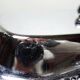 Silver-plated/inox vintage butter dish from the 1960s-1980s in Rococo style.