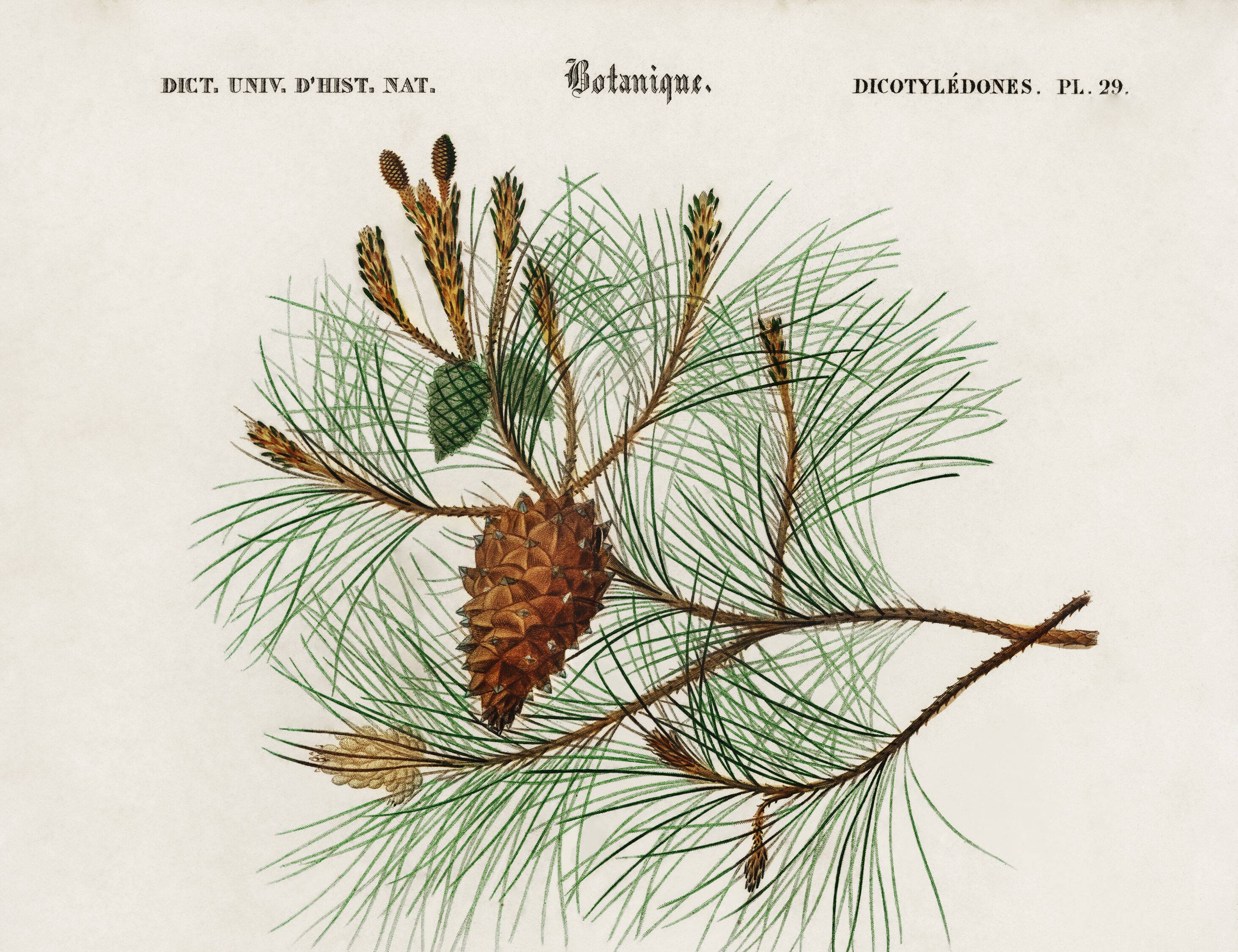Poster about the maritime pine, based on an old engraving from 1849.