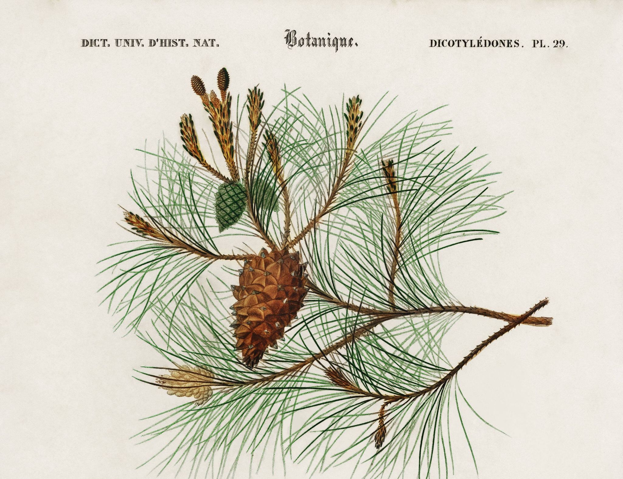 Affiche sur le pin maritime, d’après une gravure ancienne de 1849.