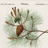 Poster about the maritime pine, based on an old engraving from 1849.