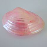 Pink mother-of-pearl Tellina shell