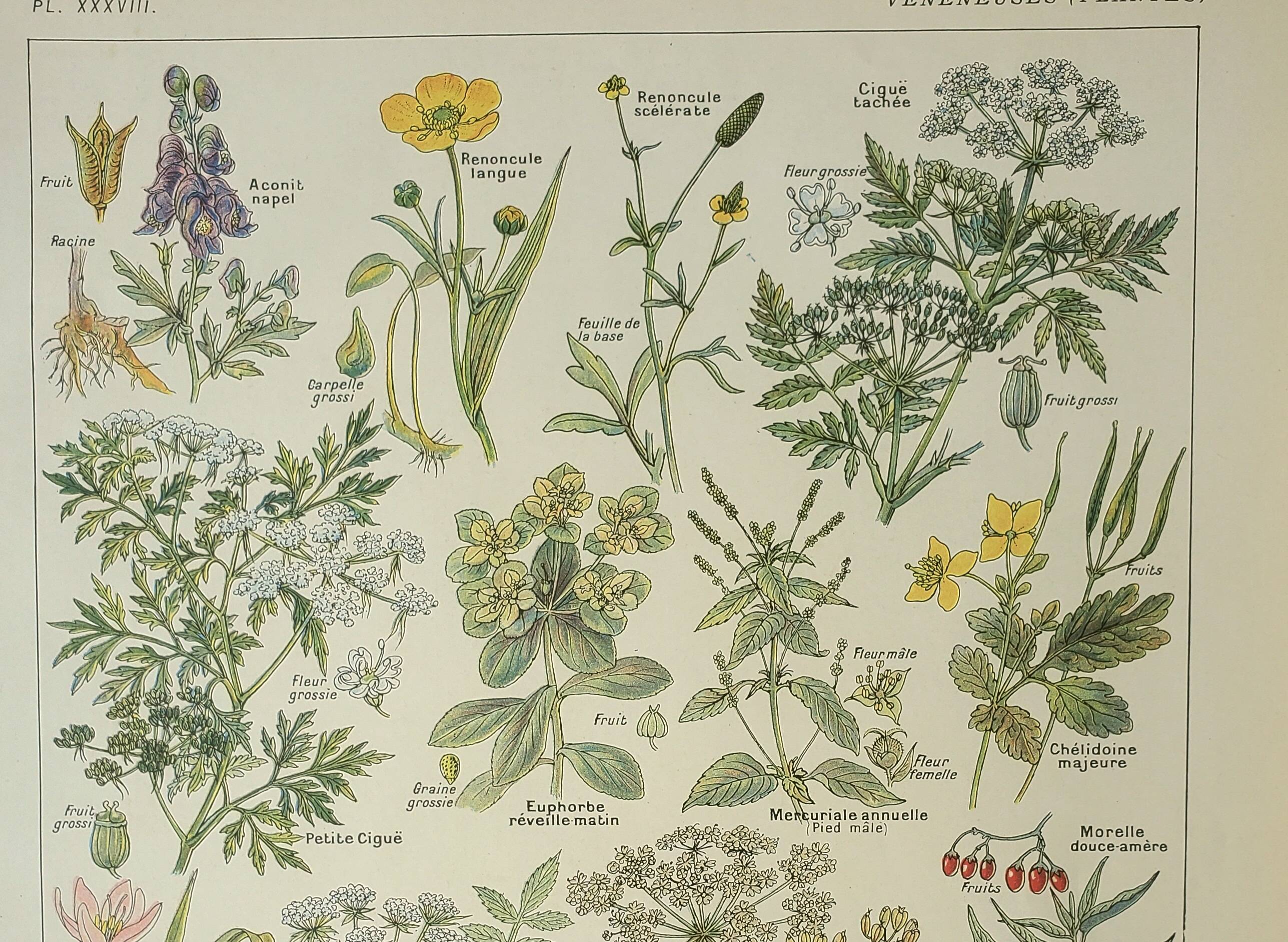 Old engraving 1922, Poisonous plants, flora, plant, flower • Lithograph, original illustration