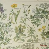Gravure ancienne 1922, Plantes vénéneuses, flore, plante, fleur • Lithographie, illustration origina