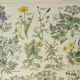 Old engraving 1922, Poisonous plants, flora, plant, flower • Lithograph, original illustration