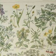 Old engraving 1922, Poisonous plants, flora, plant, flower • Lithograph, original illustration