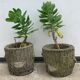 Two cement planters imitation tree trunks