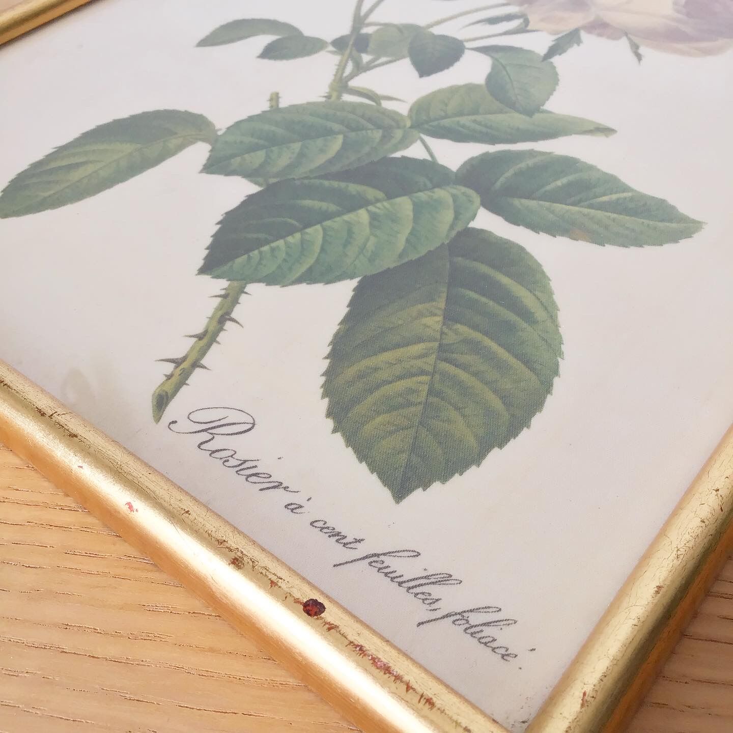 Vintage dreaded rose frame on fabric