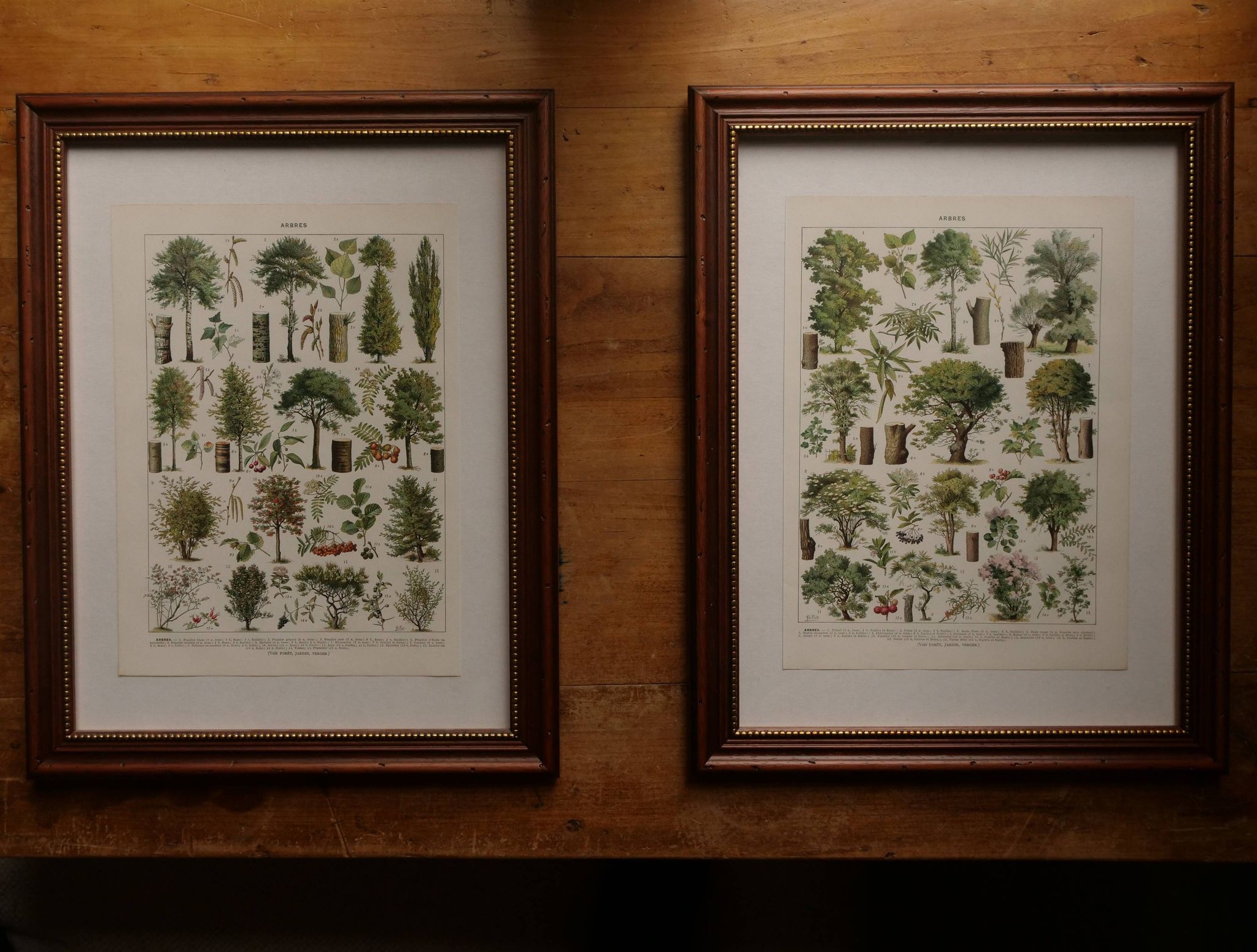 Original lithograph on algae