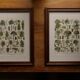 Original lithograph on algae