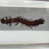Canadian tiger centipede resin insect