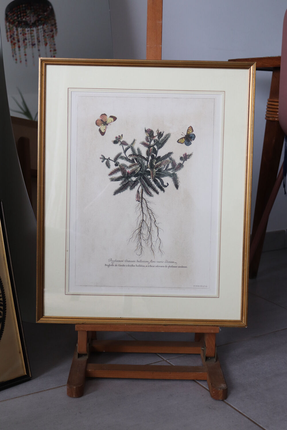 Framed botanical print of butterflies – Buglossum Creticum