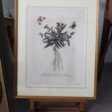 Framed botanical print of butterflies – Buglossum Creticum